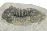 Detailed Paralejurus Trilobite Fossil - Atchana, Morocco #273389-2